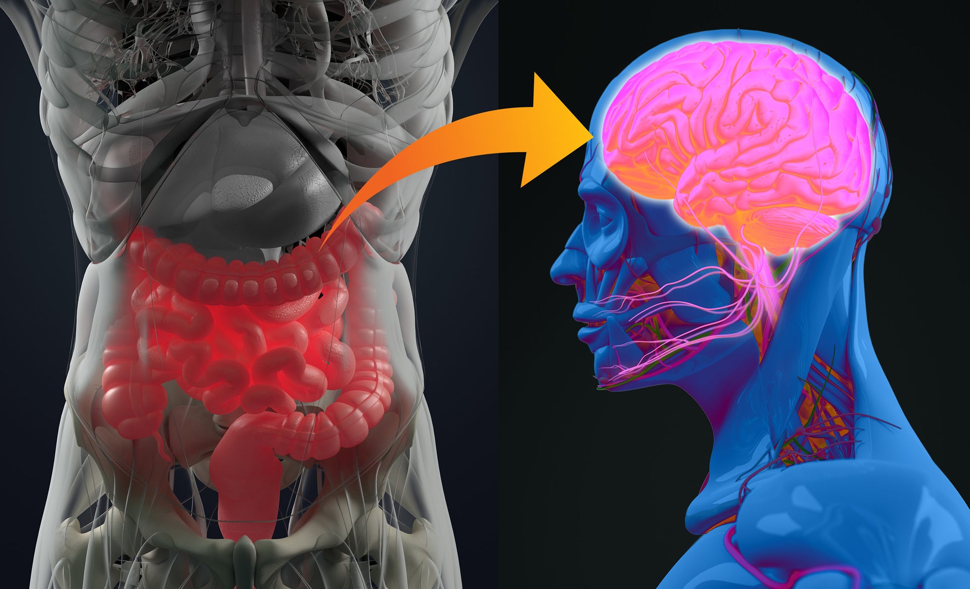 image of gut pointing with an arrow pointing to brain