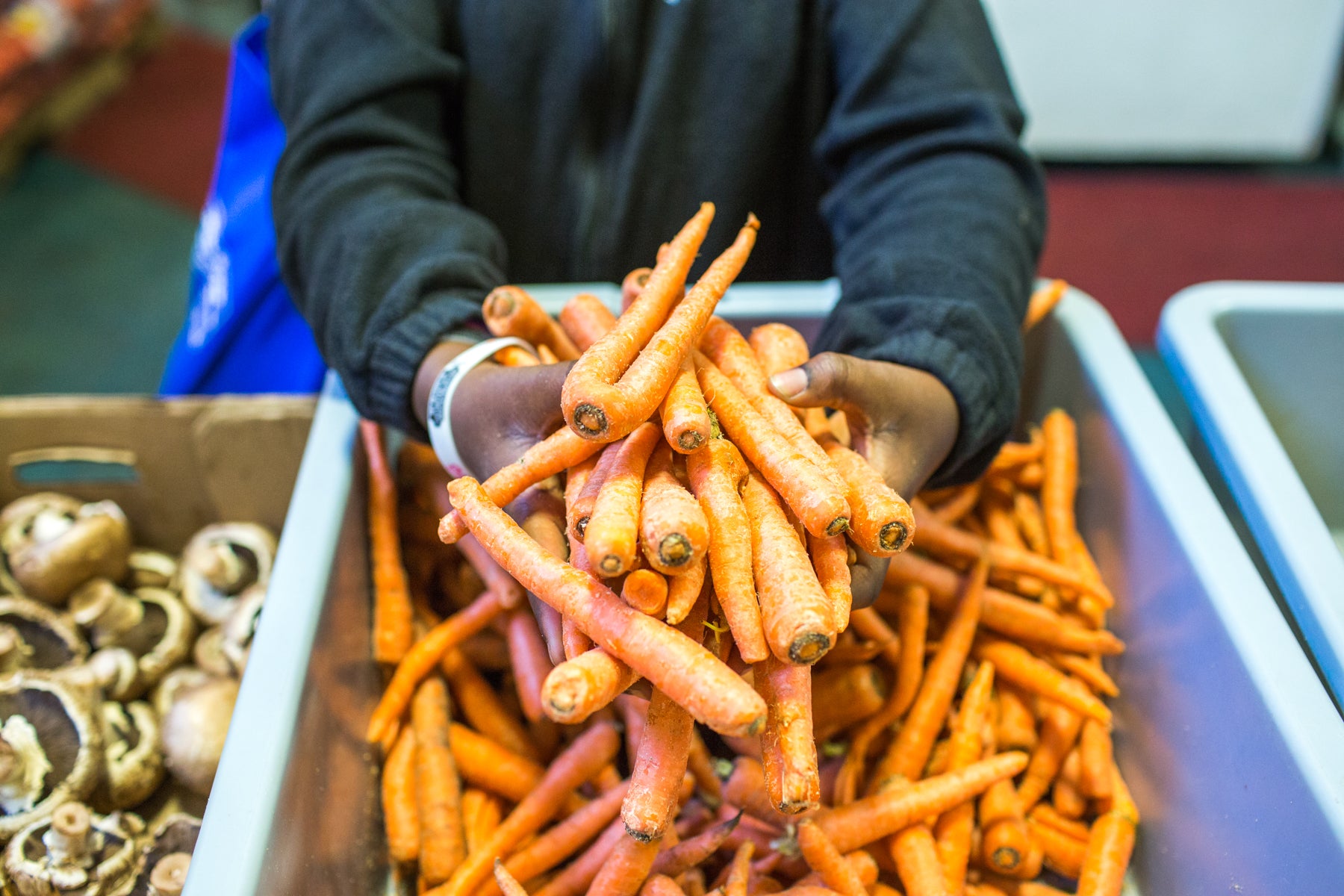 person holding a bunch of carrots