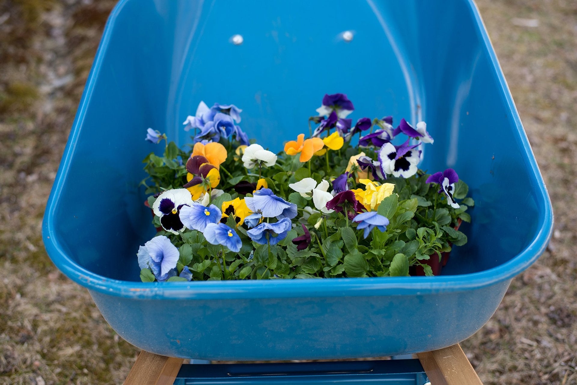 Blue and yellow flowers sitting in a wheelbarrow