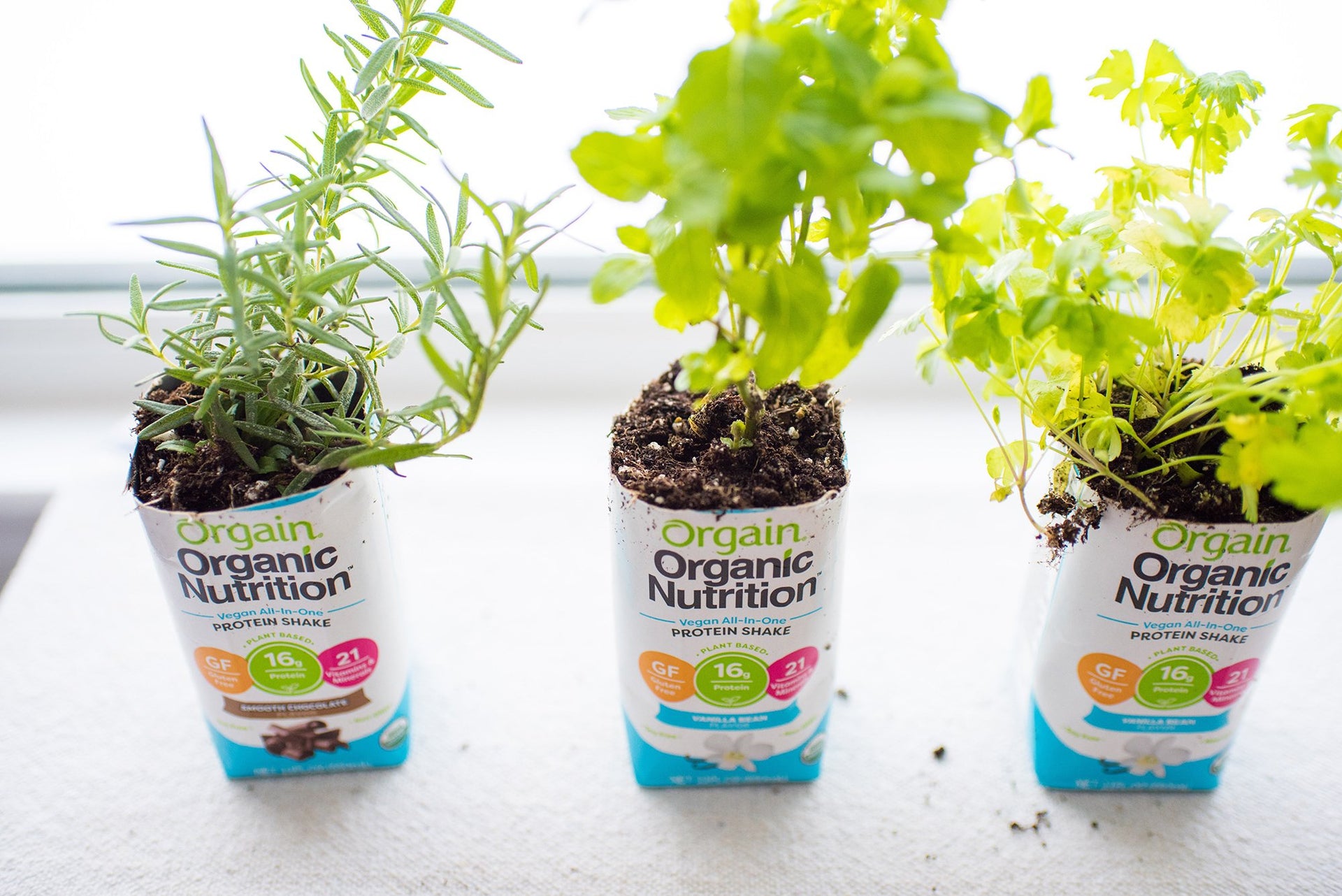 Three small plants grow out of Orgain Organic Nutrition protein shake containers. The plants are positioned side by side on a light-colored surface. The containers are filled with soil, and each has different greenery sprouting from the top.