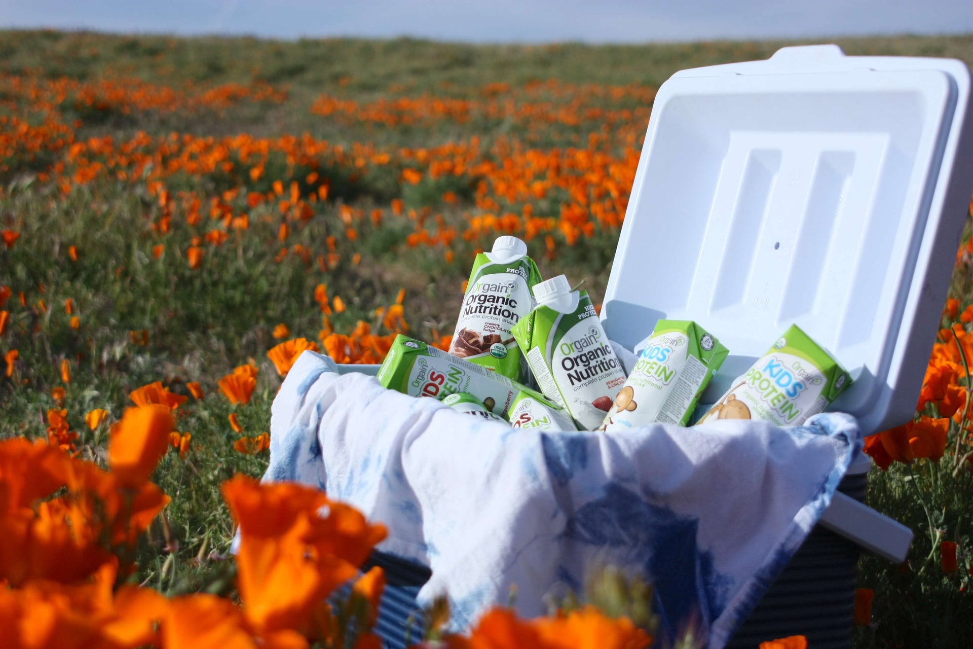 A cooler filled with various organic nutrition drinks and kids' protein shakes sits open on a blanket amidst a vibrant field of orange poppies under a clear sky.