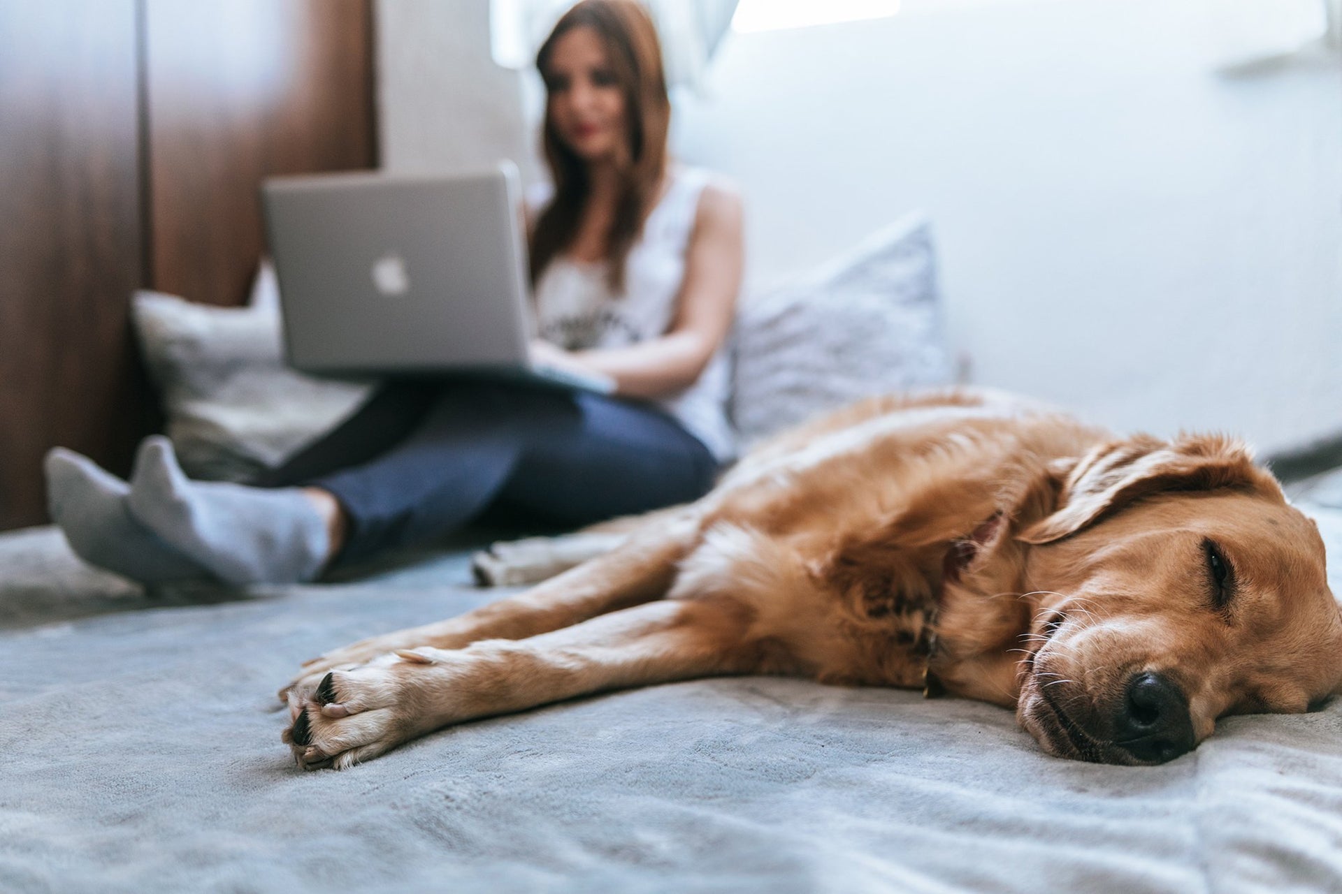 A woman sits on a bed, focusing on her laptop, while a golden retriever naps beside her. The dog appears relaxed, lying on the bed with its eyes closed. The background is softly lit, creating a cozy and calm atmosphere.