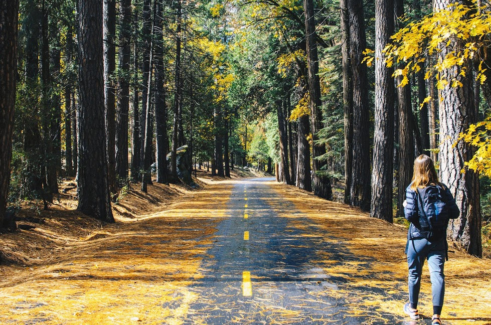 A person with a backpack walks along a road surrounded by tall trees in a forest. The ground is covered with fallen leaves, and the road stretches ahead, inviting exploration. The scene is bathed in soft sunlight filtering through the trees.